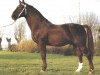 horse Lugano van La Roche (Hanoverian, 1963, from Lugano I)