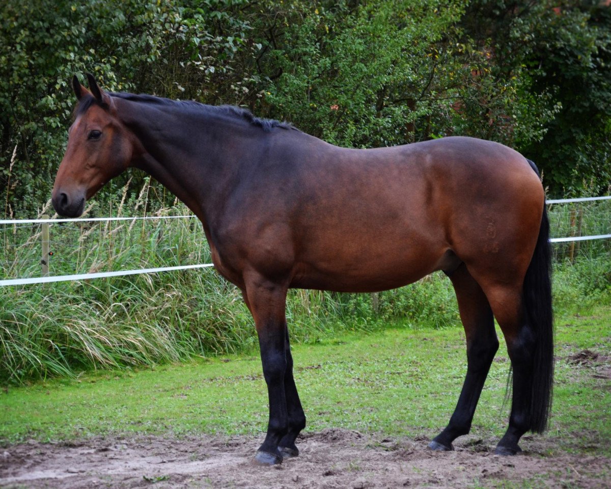 dressage horse Raugraf 6 (Oldenburg, 2001, from Royal Diamond)