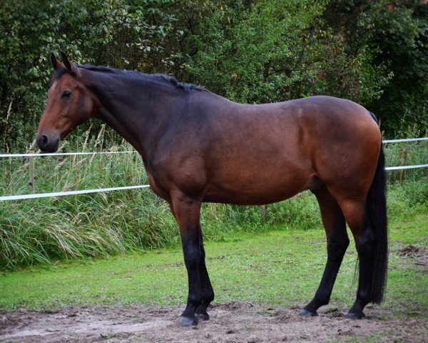 horse Raugraf 6 (Oldenburg, 2001, from Royal Diamond)