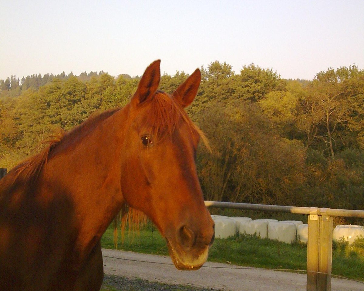 broodmare Bonabe (CIS Warmblood, 1984, from Wesuwy)