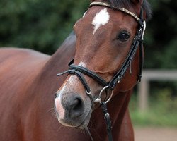 broodmare Paola BW 2795 FIN (Hanoverian, 2000, from Prinz Pablo)