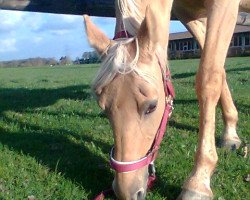 broodmare Dirty Alma (German Riding Pony, 1992, from Derano Gold)