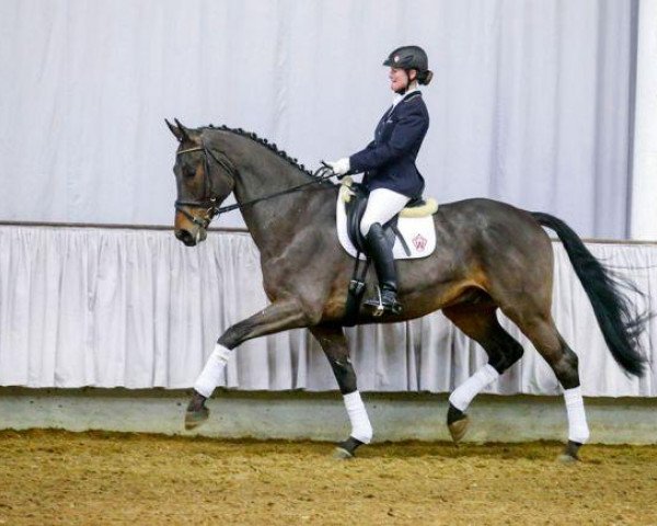 horse Rocktool (Westphalian, 2009, from Rockwell)