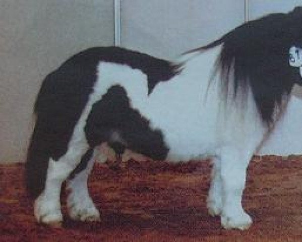 stallion Quintus van ter Hoezen (Shetland pony (under 87 cm), 1998, from Erasmus du Castel Rattendael)