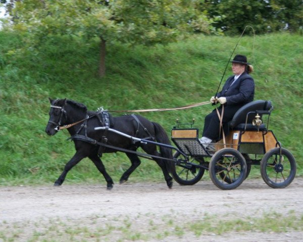 Deckhengst Jackomo von Buchberg (Dt.Part-bred Shetland Pony, 2007, von Jamil vom Moritzberg)