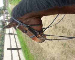 dressage horse Hokkaido 3 (Trakehner, 2002, from Finley M)