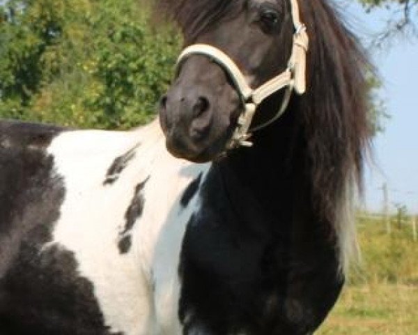 stallion Vox Silbersee (Shetland Pony, 1991, from Vedor Opden Berg)