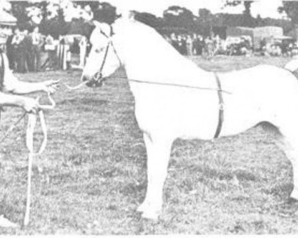 Deckhengst Tregoyd Starlight (Welsh Mountain Pony (Sek.A), 1935, von Grove Sprightly)