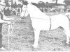 stallion Tregoyd Starlight (Welsh mountain pony (SEK.A), 1935, from Grove Sprightly)
