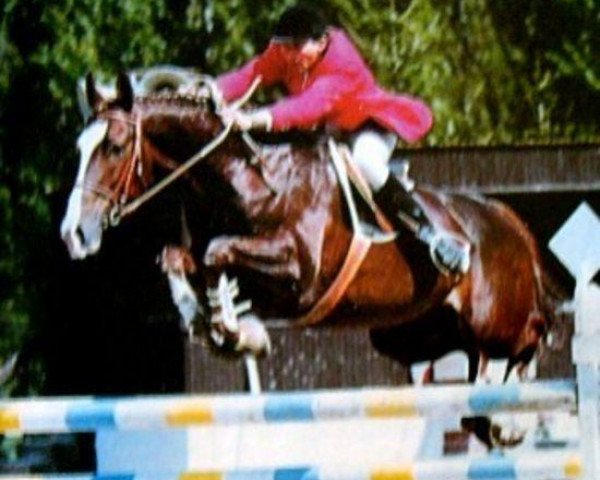 stallion Ventcoulis AA (Anglo-Arabs, 1980, from Vent des Courres)