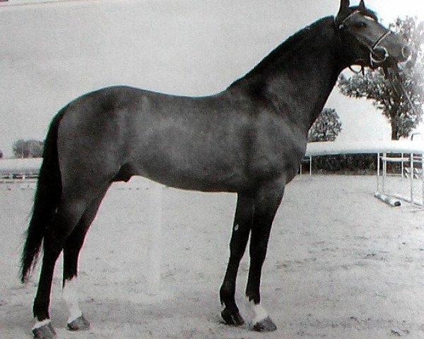 Deckhengst Boogie de la Gere (Französisches Pony, 1989, von Ventcoulis AA)