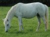 broodmare Ever de Garenne (Connemara Pony, 1992, from Ashfield Aengus)