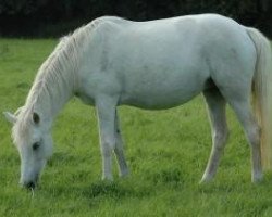 broodmare Ever de Garenne (Connemara Pony, 1992, from Ashfield Aengus)