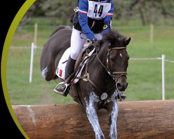 stallion Mon Nantano de Florys (French Pony, 2000, from Nantano)