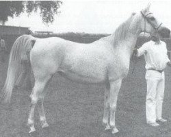 broodmare Smoky 1962 ox (Arabian thoroughbred, 1962, from Kanzler 1941 ox)