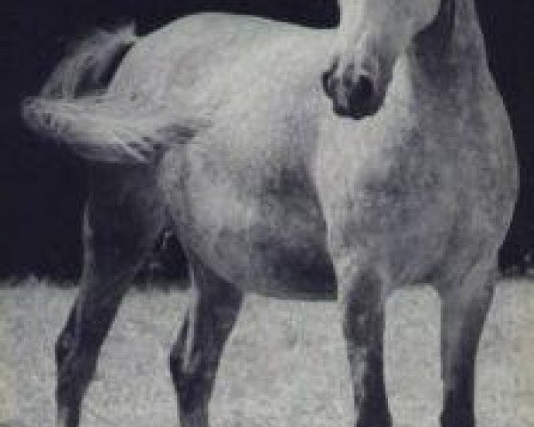 Zuchtstute Hajar 1956 ox (Vollblutaraber, 1956, von Halef 1937 ox)