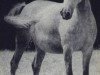 broodmare Hajar 1956 ox (Arabian thoroughbred, 1956, from Halef 1937 ox)