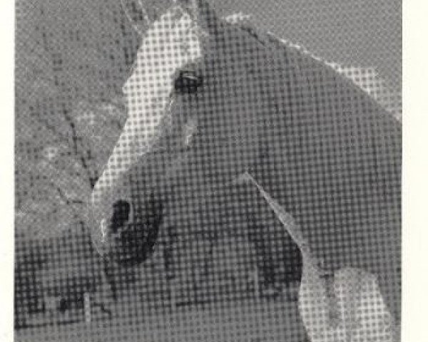 broodmare Haita 1952 ox (Arabian thoroughbred, 1952, from Halef 1937 ox)