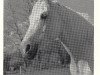 Zuchtstute Haita 1952 ox (Vollblutaraber, 1952, von Halef 1937 ox)