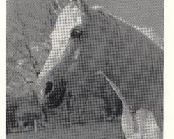 broodmare Haita 1952 ox (Arabian thoroughbred, 1952, from Halef 1937 ox)