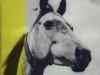 broodmare Hathor 1955 ox (Arabian thoroughbred, 1955, from Halef 1937 ox)