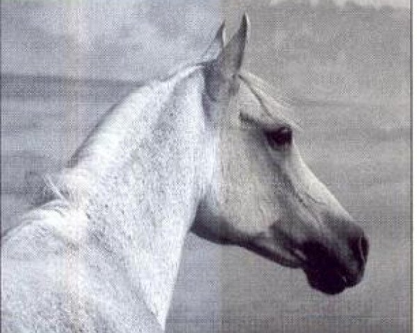 broodmare Scharaya 1969 ox (Arabian thoroughbred, 1969, from Hadban Enzahi 1952 EAO)