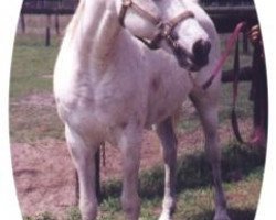 stallion Samum 1978 ox (Arabian thoroughbred, 1978, from Gharib ox)