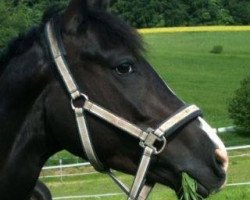 broodmare Rainbow (Oldenburg, 2007, from Rousseau)