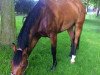 jumper Lakeland 5 (Oldenburg show jumper, 2004, from Landfein)