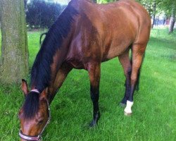 jumper Lakeland 5 (Oldenburg show jumper, 2004, from Landfein)