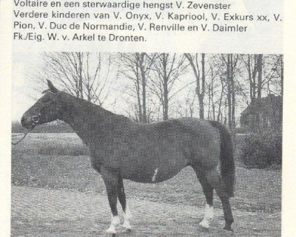 Zuchtstute Nireina (Koninklijk Warmbloed Paardenstamboek Nederland (KWPN), 1972, von Joost)