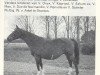 Zuchtstute Nireina (Koninklijk Warmbloed Paardenstamboek Nederland (KWPN), 1972, von Joost)