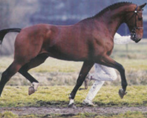 stallion Faram (Dutch Warmblood, 1987, from Aram)