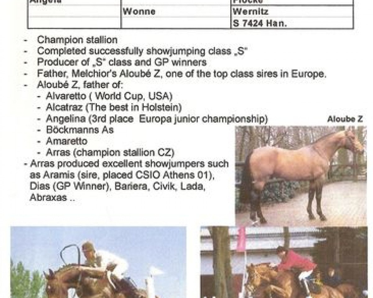 Deckhengst Arras (Tschechisches Warmblut, 1988, von Aloube Z)