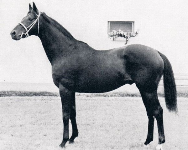 stallion Yoggi xx (Thoroughbred, 1955, from Wild Mec xx)