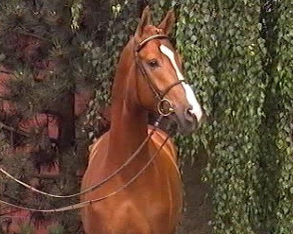 stallion Rosentaler (Westphalian, 1995, from Rosenkavalier)
