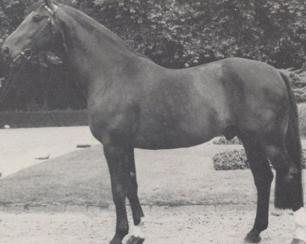 stallion Report (Westphalian, 1971, from Ramiro Z)