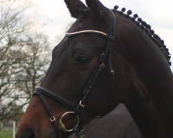 dressage horse Dolle Deern (Westphalian, 2002, from Dollmann)