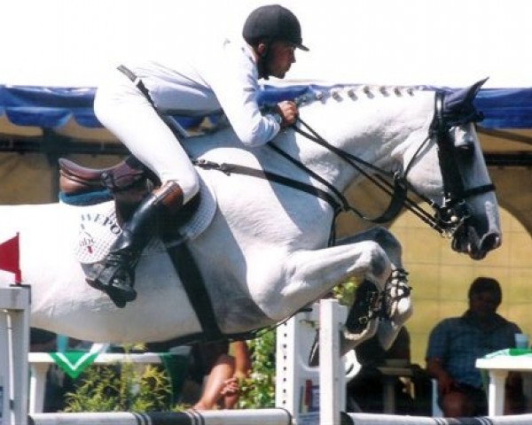 Pferd Abc Andolph (Holsteiner, 1990, von Athlet Z)