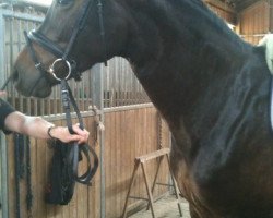 dressage horse Serafina Recuerdo HR (Oldenburg, 2006, from Sandro King)