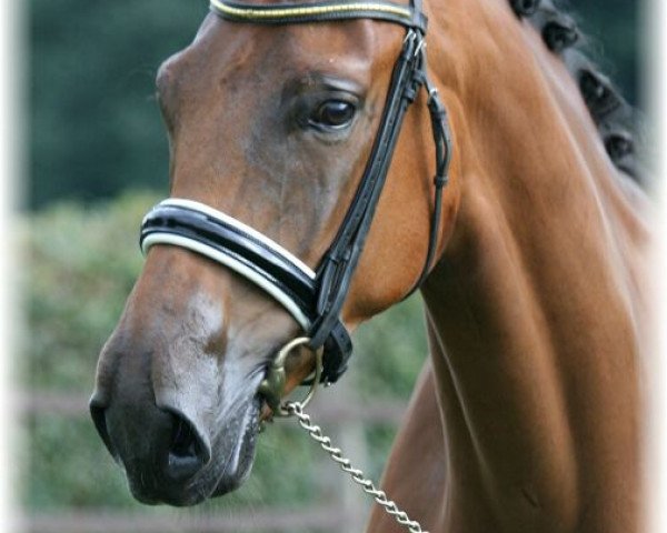 dressage horse Firlefanz 95 (Westphalian, 2009, from Floresco NRW)
