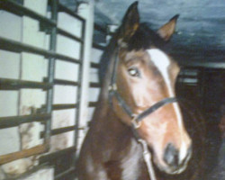 broodmare Inga (Hessian Warmblood, 1979, from Inschah)