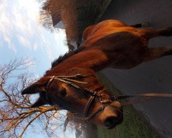 jumper Lucky Bamboo Hesselteich (German Riding Pony, 2006, from Lucky Strike)