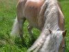 Dressurpferd Hardy 41 (Haflinger, 2005)