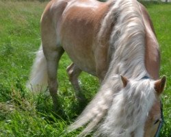 Dressurpferd Hardy 41 (Haflinger, 2005)