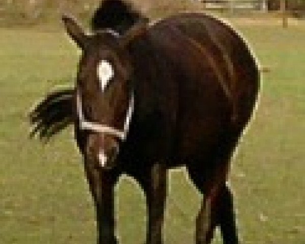 Pferd Mon Bijon (Deutsches Reitpony, 1999, von Marco Polo)