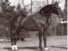 stallion Tamara (Belgian Warmblood, 1973, from Sudan)