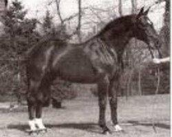 Deckhengst Tamara (Belgisches Warmblut, 1973, von Sudan)