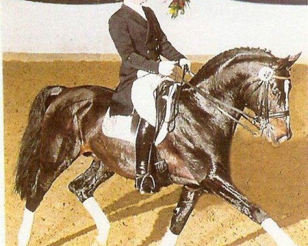 stallion Reverend (Hessian Warmblood, 1990, from Reflektor)