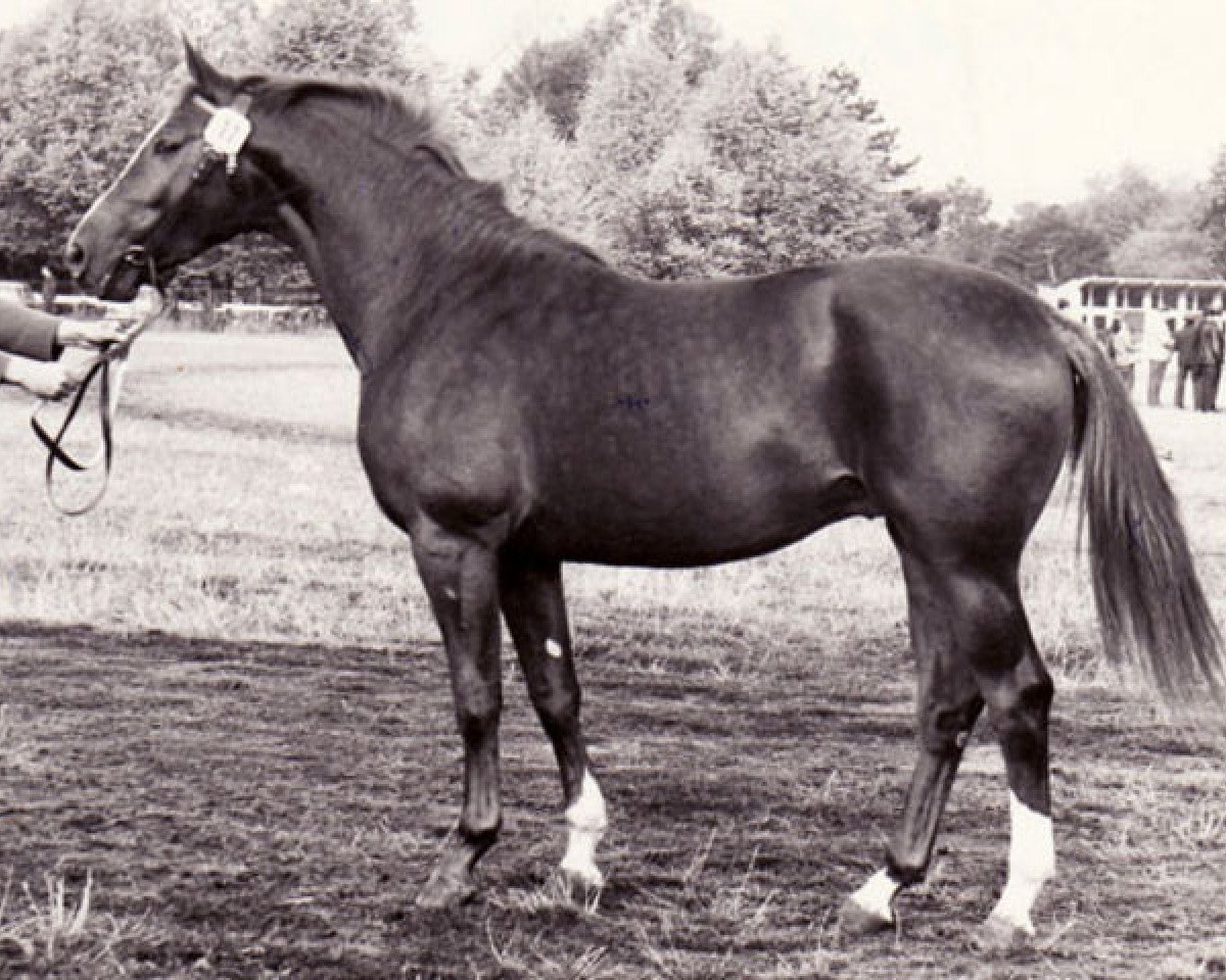 Deckhengst Ramon II 1335 (Trakehner, 1972, von Neujahr Mo 1178)